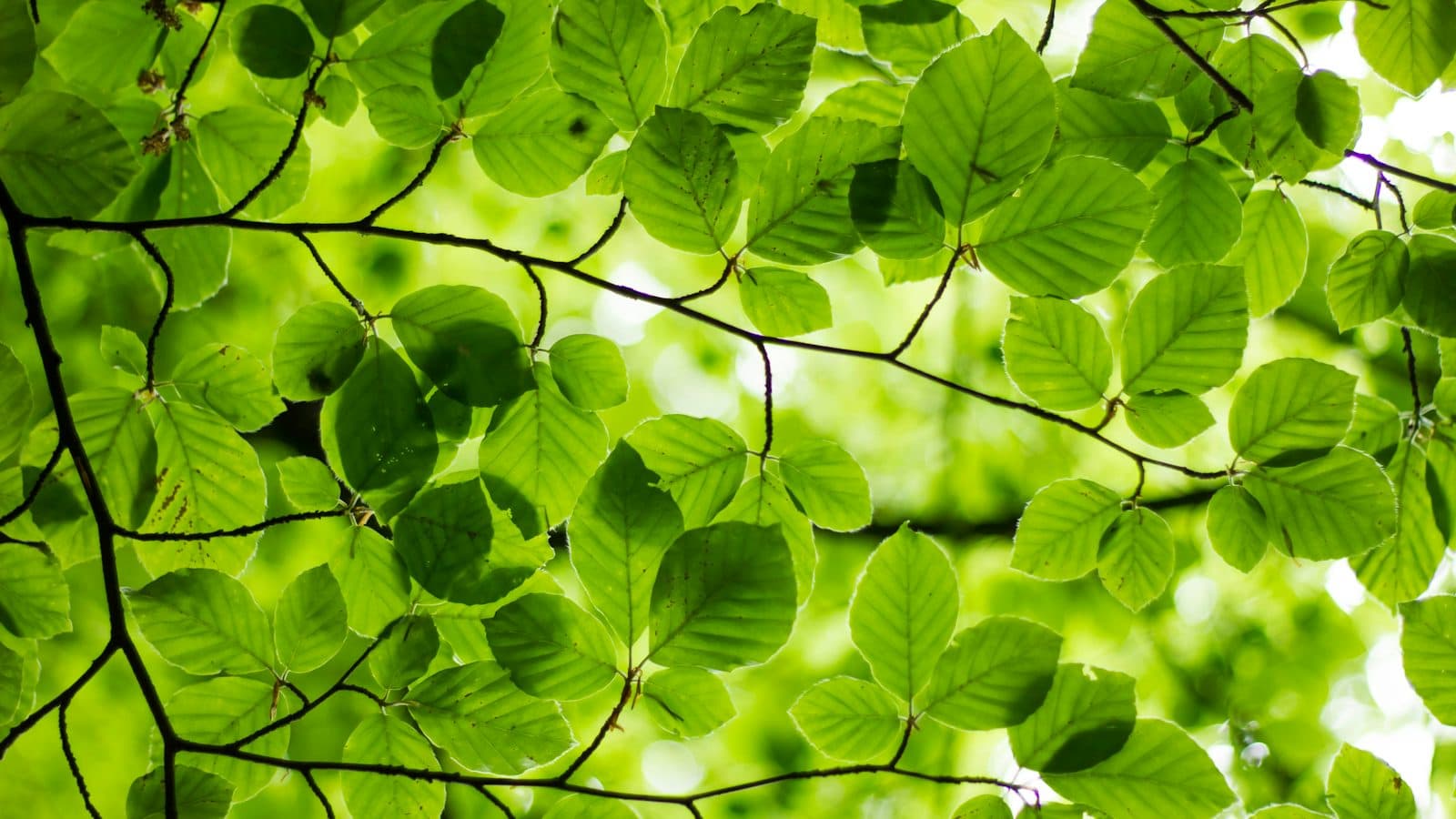 Folha verde com gotas de água, close-up
